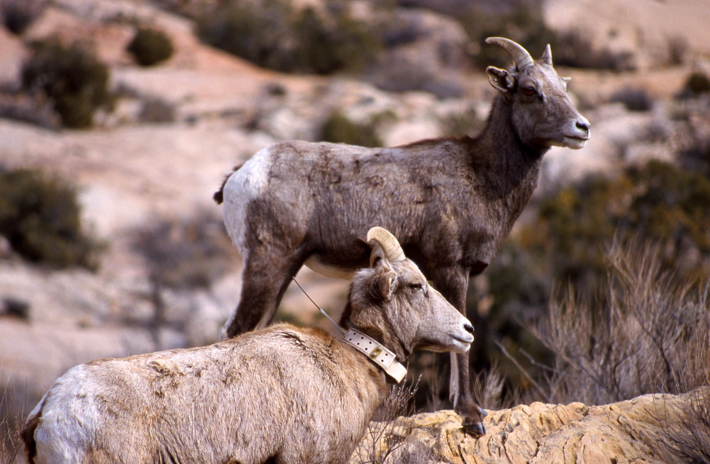 a couple of goats that are in the grass