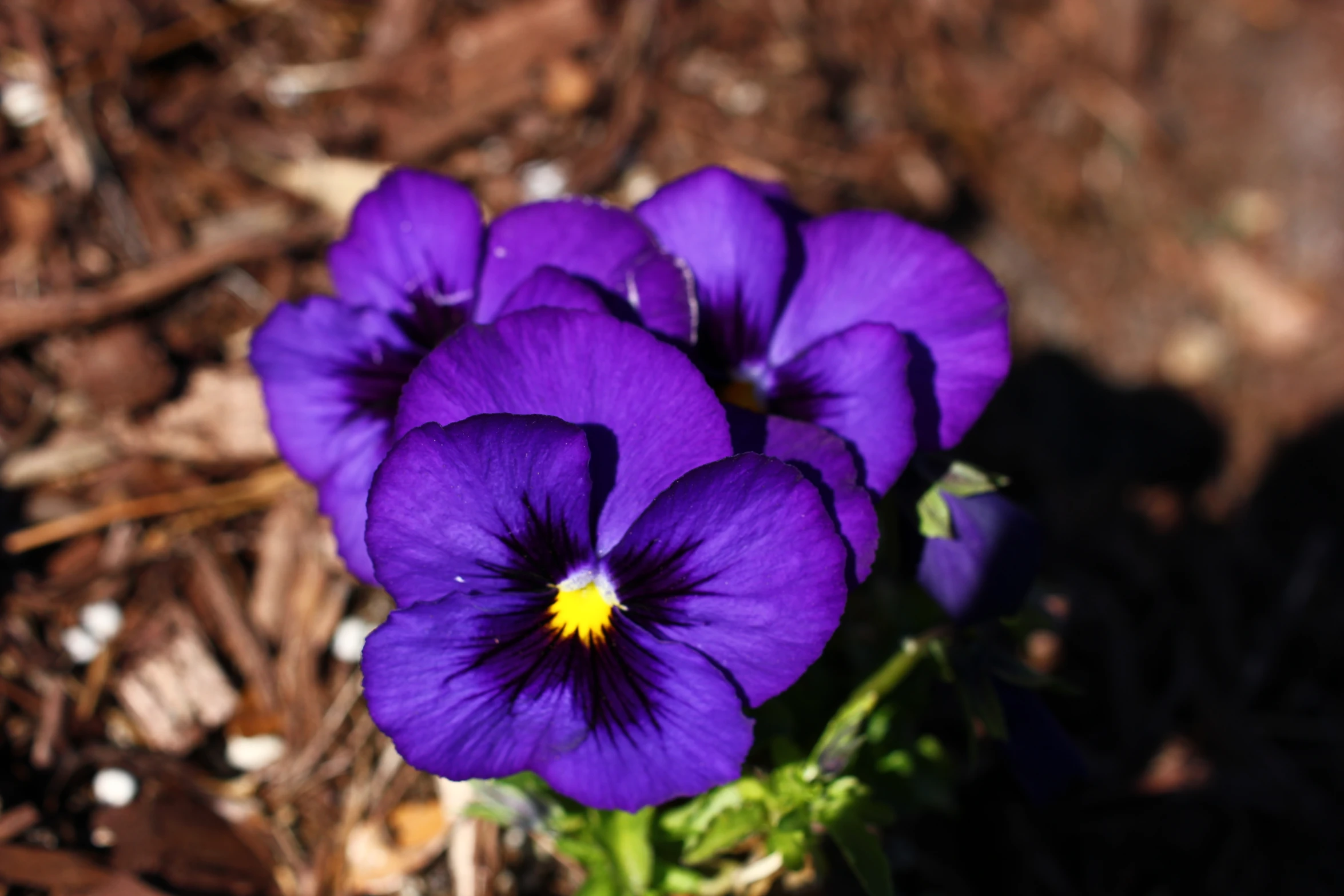 flowers in the sunlight on the ground, some purple
