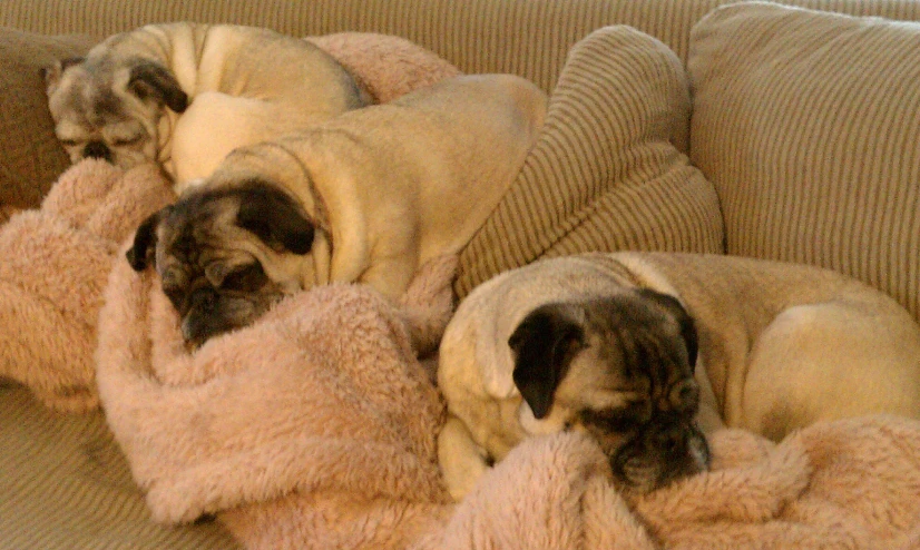 two pugs laying in a dog bed on the couch