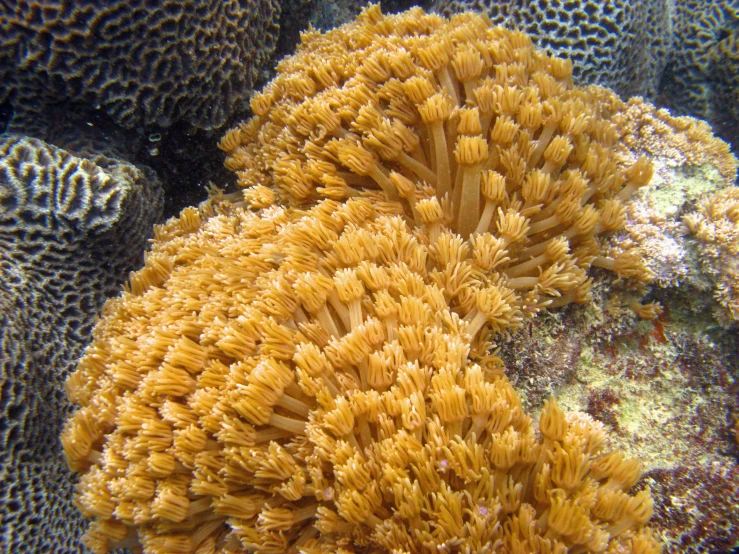 a close up po of an orange coral with sponges