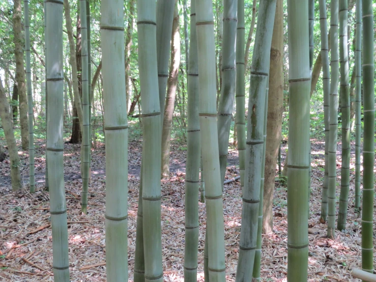 a group of tall bamboo trees in the forest