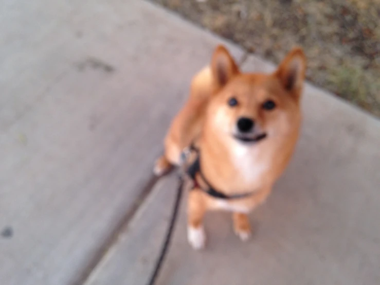 a dog that is on a leash looking up