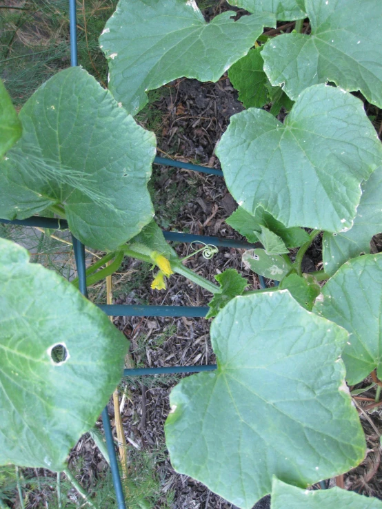 large green plants growing in front of a metal fence