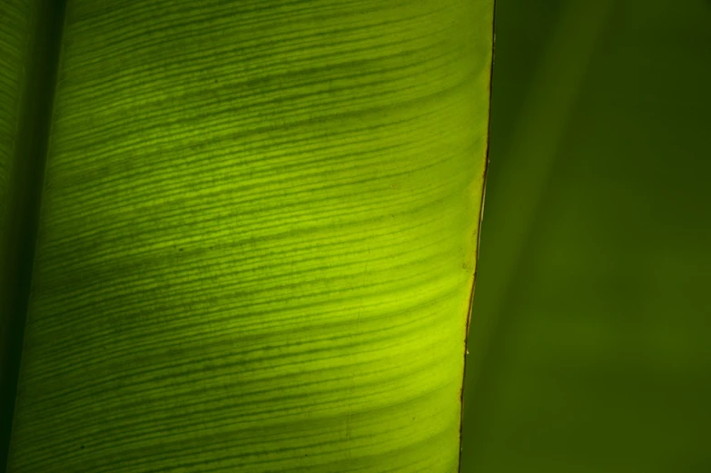 a closeup of the surface of a large green leaf