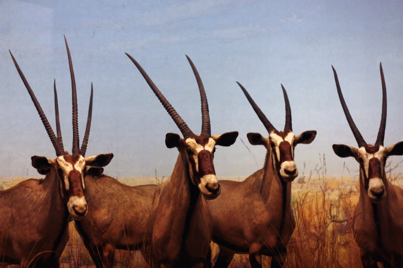 four antelope with curved horns stand next to each other in tall grasses