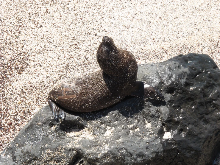 a small brown seal sitting on a rock in the ocean