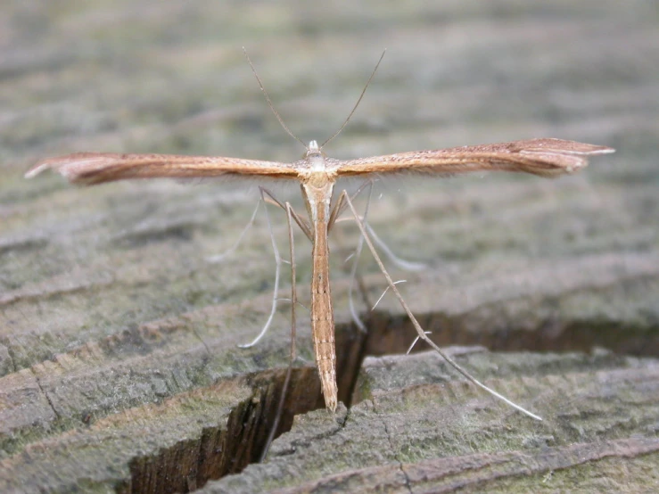 a close up image of a moth sitting on wood