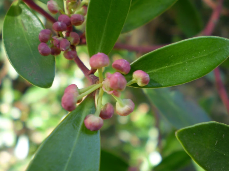 a tree with small red flowers and green leaves