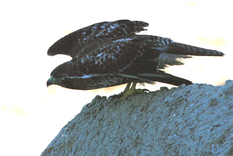 two large black birds sitting on top of a gray rock