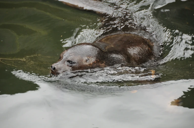 a seal swimming in the water and holding soing in its mouth