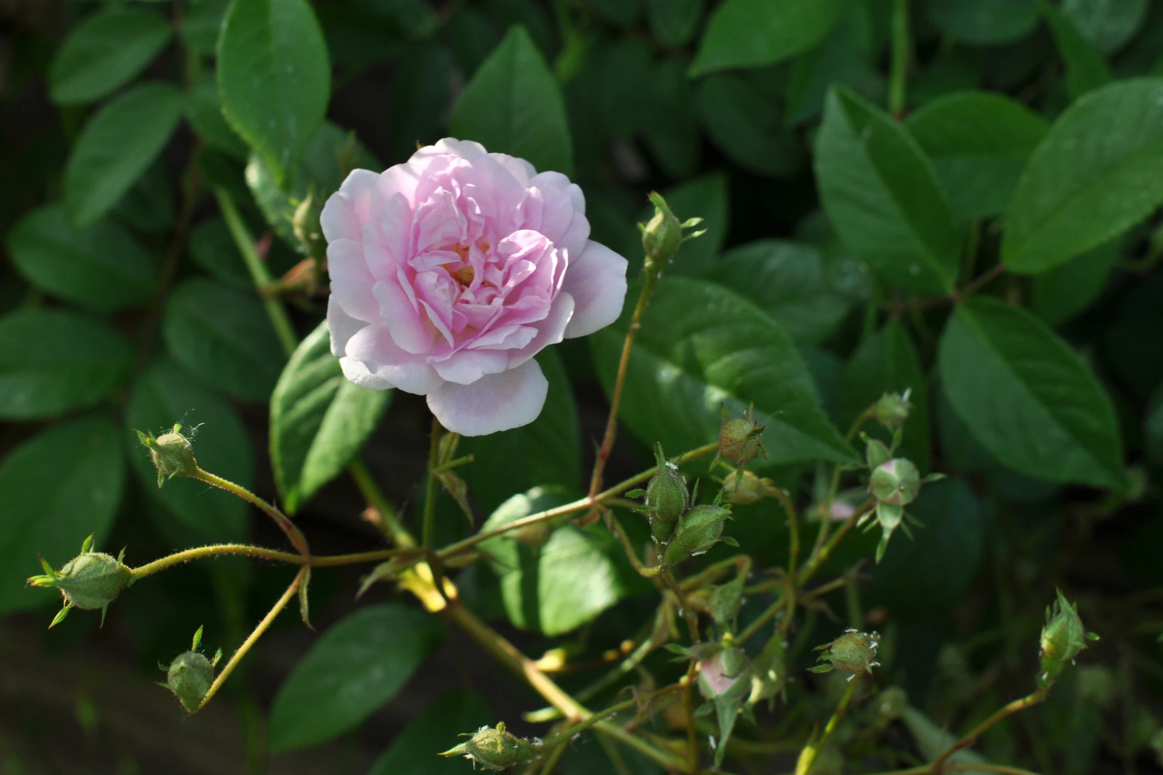 a light pink rose with leaves on it