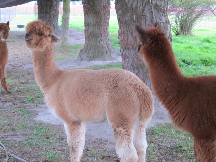 two large llamas stand next to a group of trees