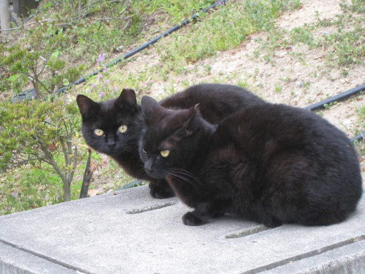 two black cats sit on top of a concrete pillar