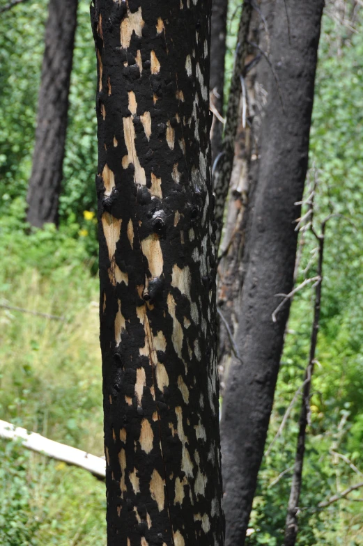 the bark on this tree is unique