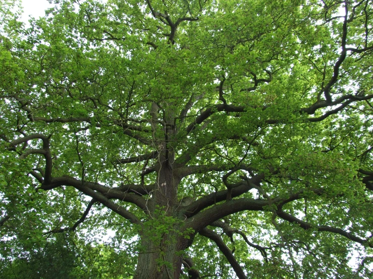 a tree that has a clock attached to it