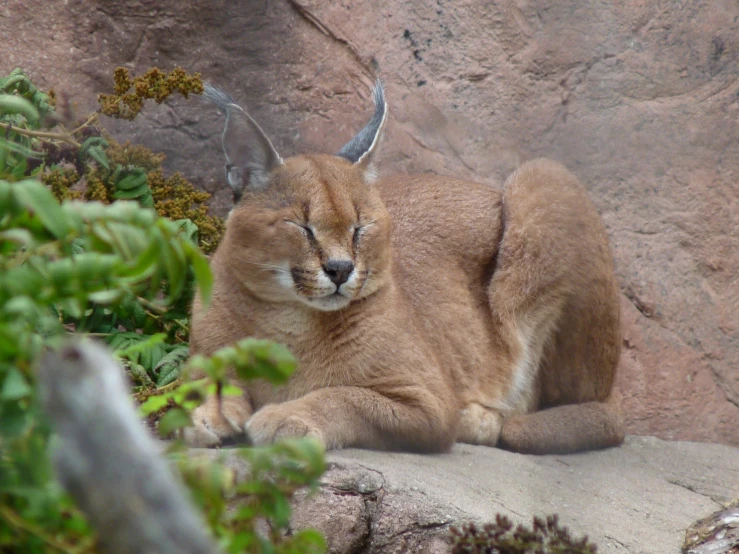 a small animal lying on top of a rock