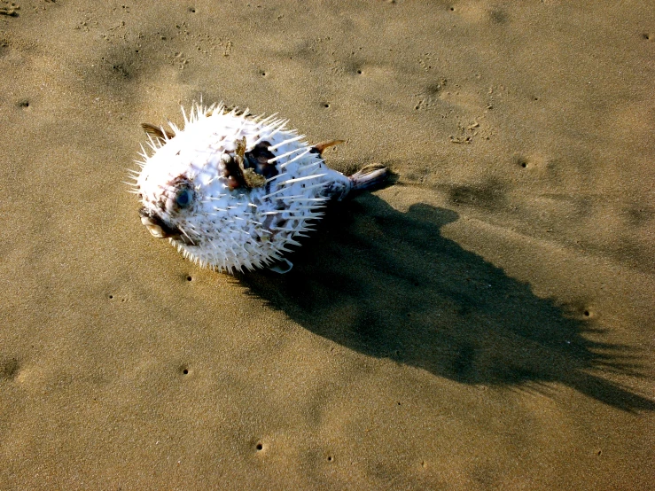 there is an animal that is laying on the beach