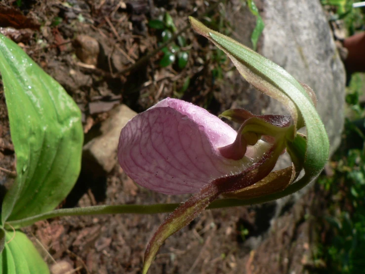 the pink flower has long thin stems in the center