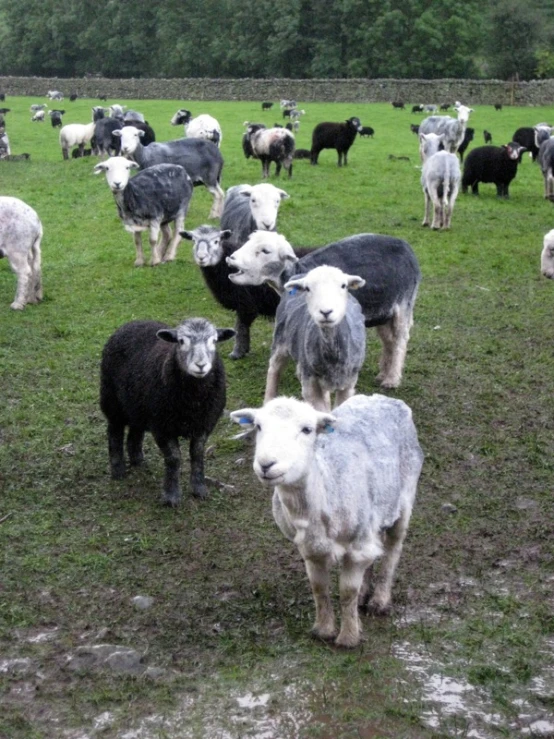 some cows are standing in a grassy field