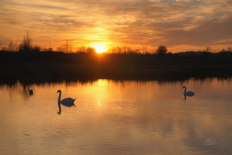 the sunset shines on three swans in the water