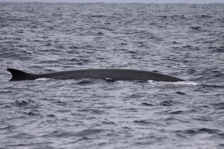 the tail of a whale is sticking out of the water