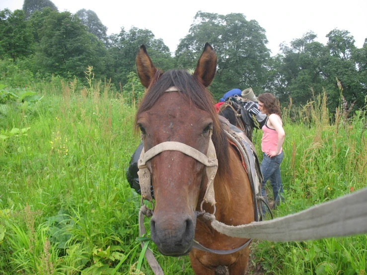 two people stand in the grass with a horse