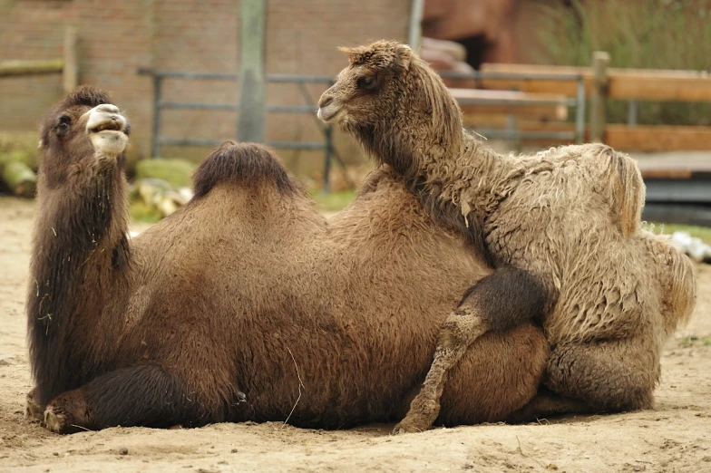 a couple of animals that are sitting on the ground