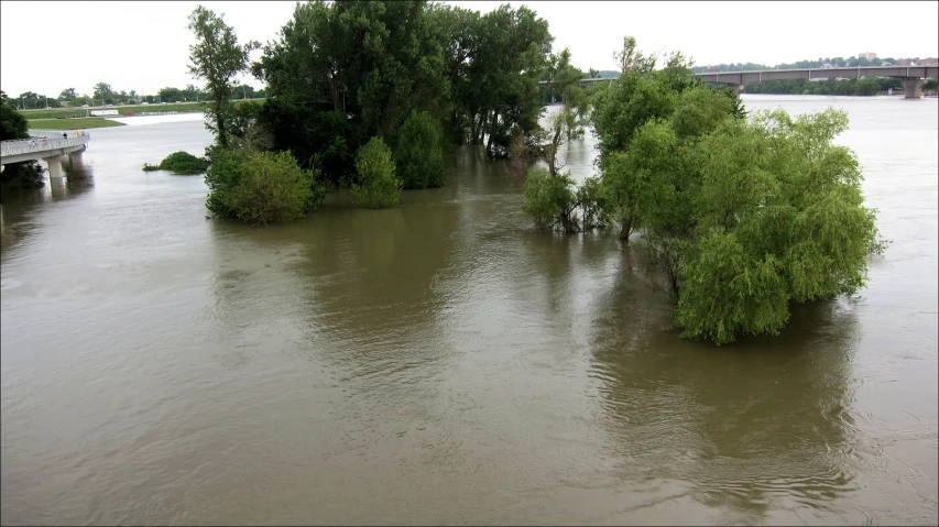 several trees and some bushes are in the water