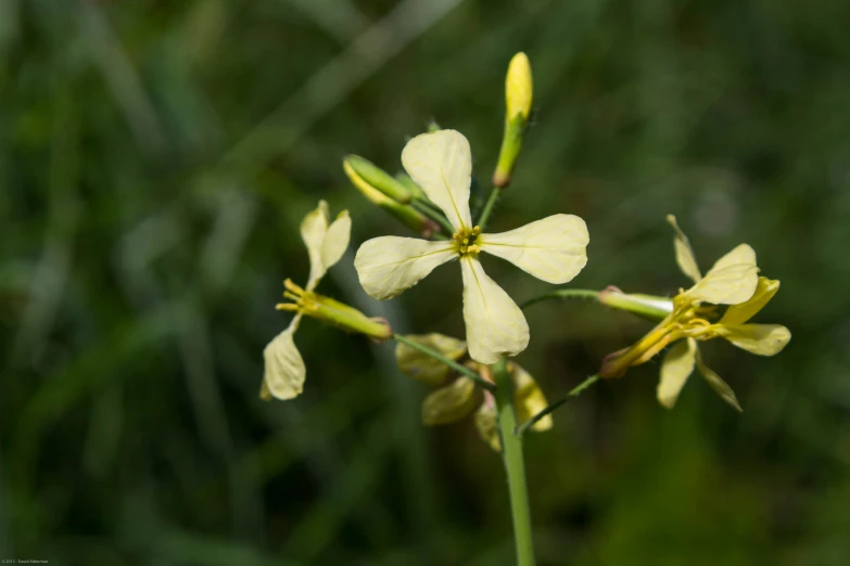 some yellow flowers are growing in a field