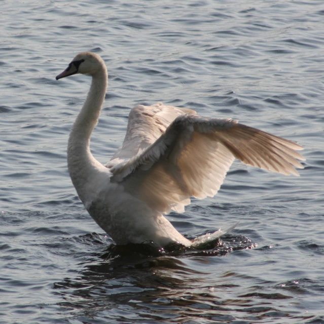 a large white swan is flapping its wings