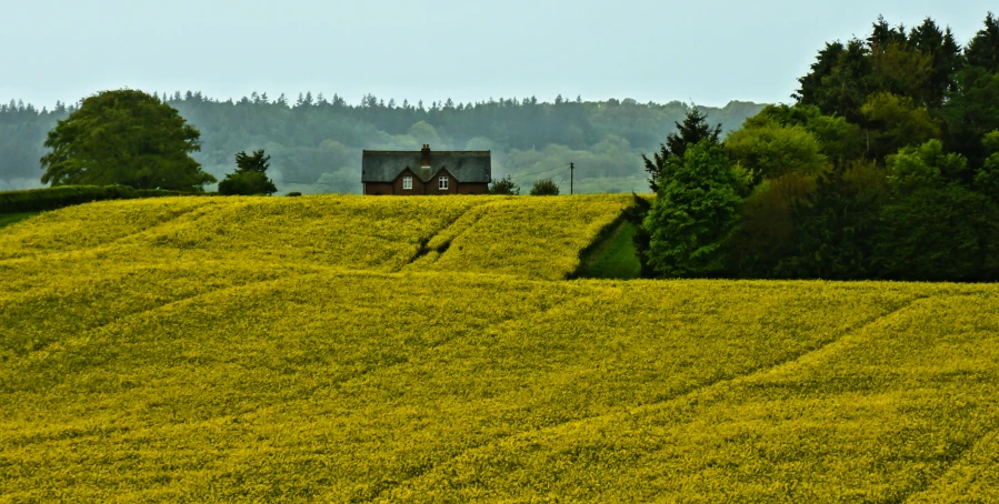 the trees line the side of a hillside, and a house sits on it