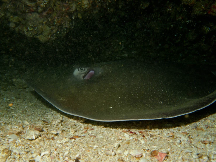 a stingfish hides in the sea floor