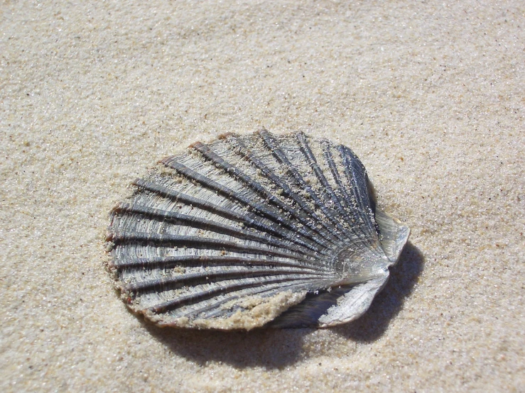 a clam is lying on the beach next to the sand