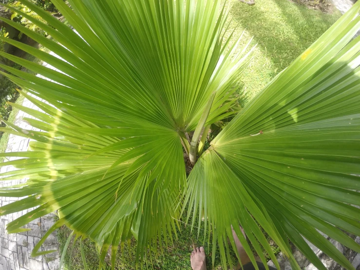 a large green palm tree with a hand reaching up