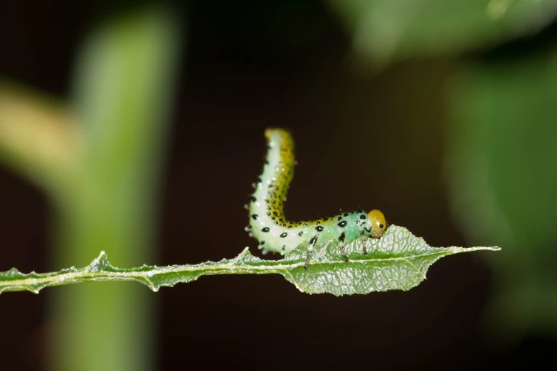 an insect is sitting on top of a leaf