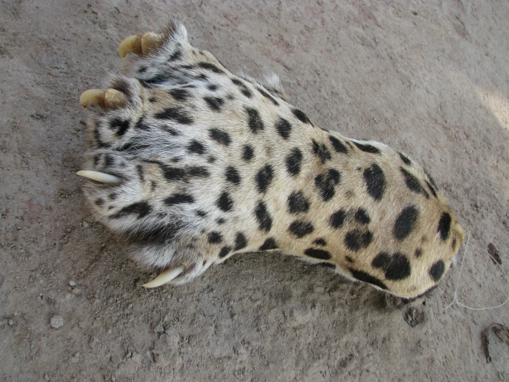 a big furry animal is lying on its back