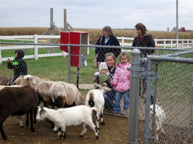 group of people looking at sheep at fence