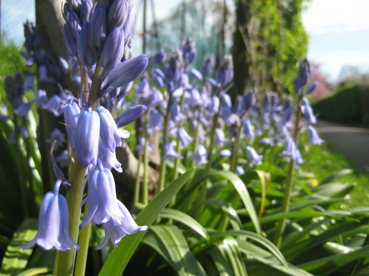 a field full of purple flowers next to a tree