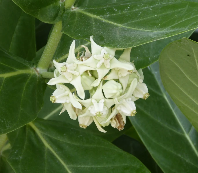 a close up s of a flower with green leaves