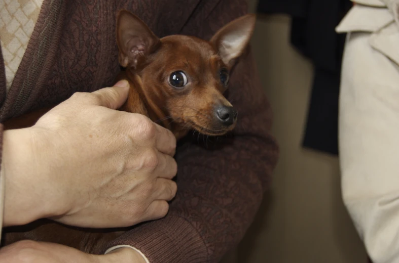 a dog is being held in someone's arms