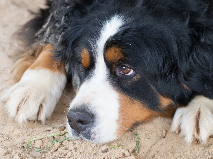 a black and white dog laying in the sand