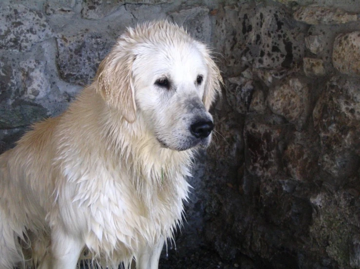 the dog has very thick, white fur on his face