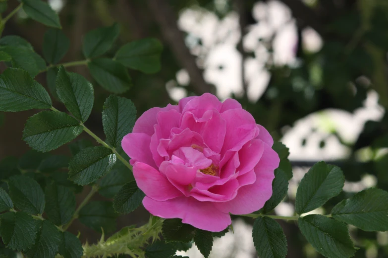 a pink flower is blooming on the tree