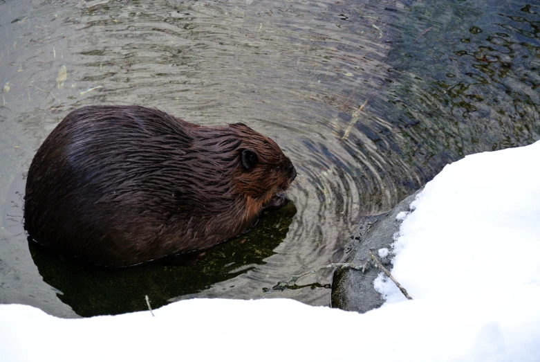 the beaver is eating in the snow covered water