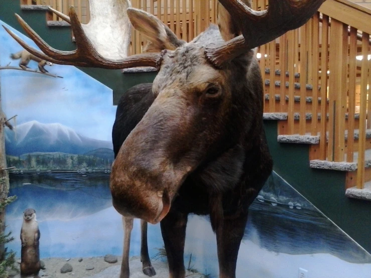 moose head mounted to the side of a house