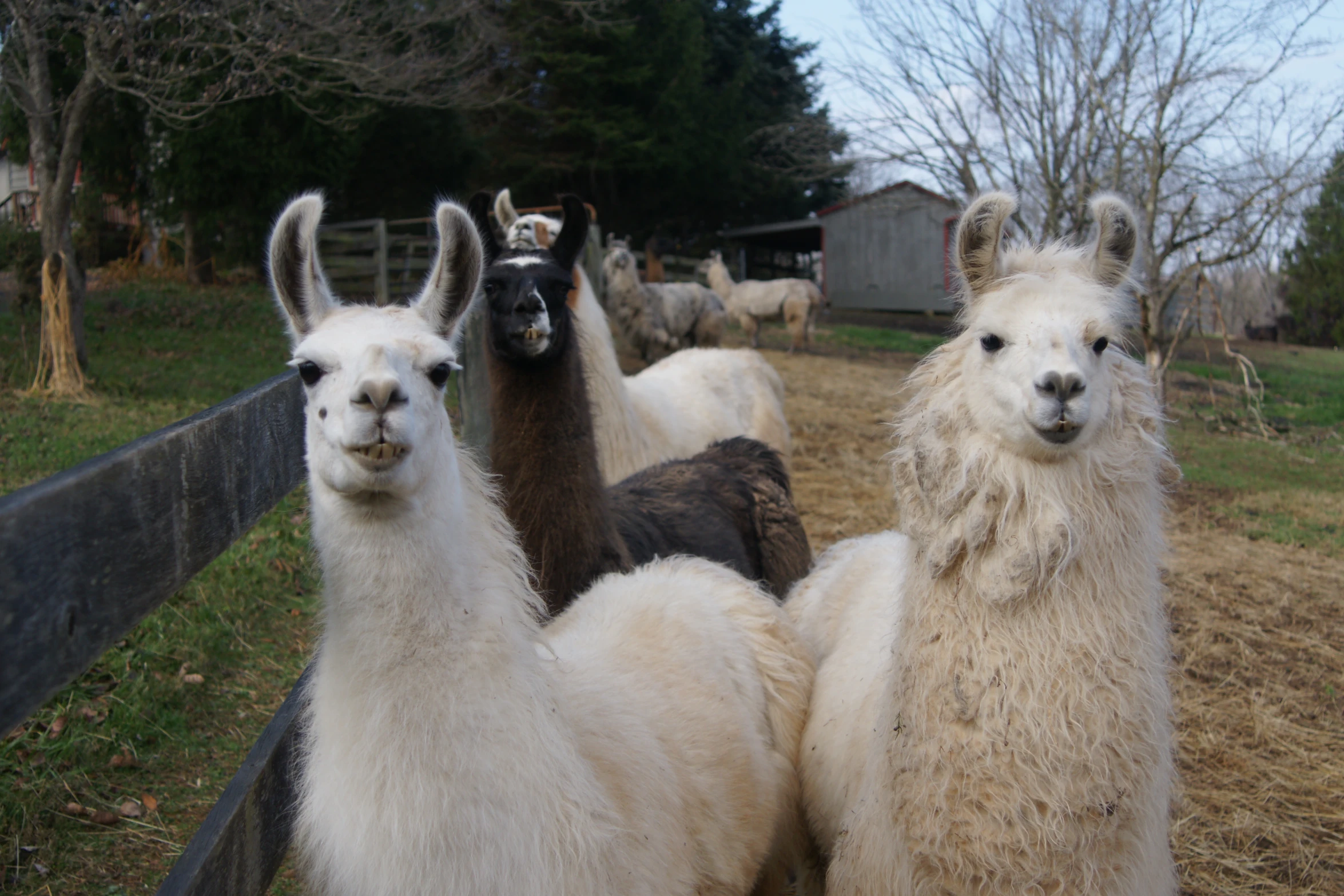an image of a herd of llamas grazing on the field