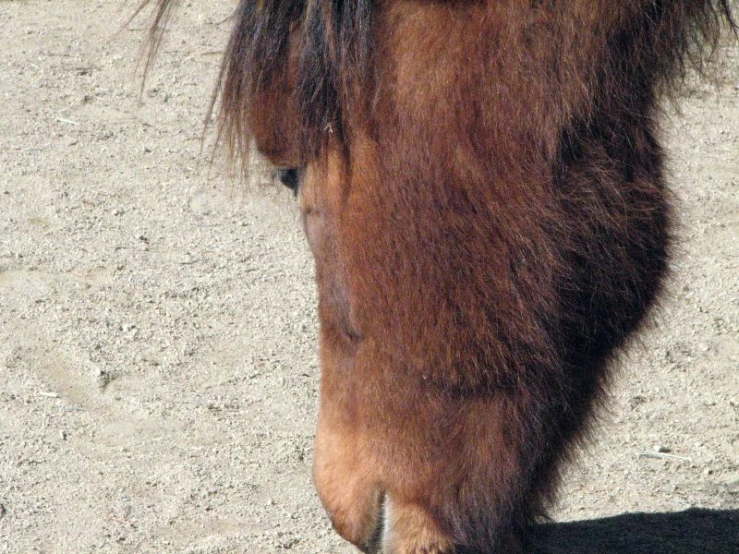 a closeup of the end of a horse's tail