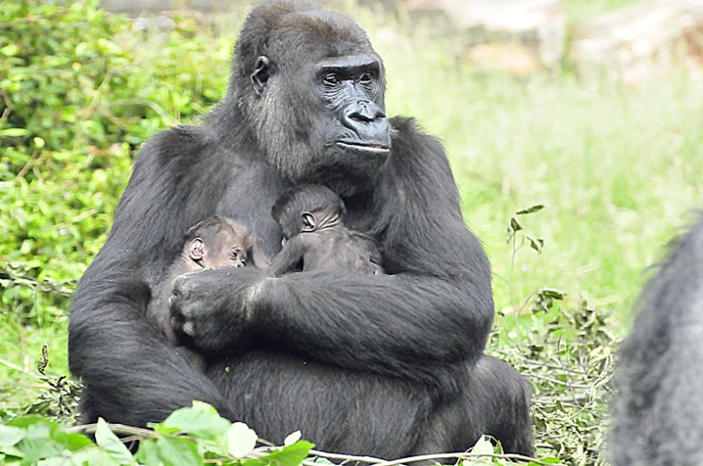 a gorilla sitting in the grass with its baby