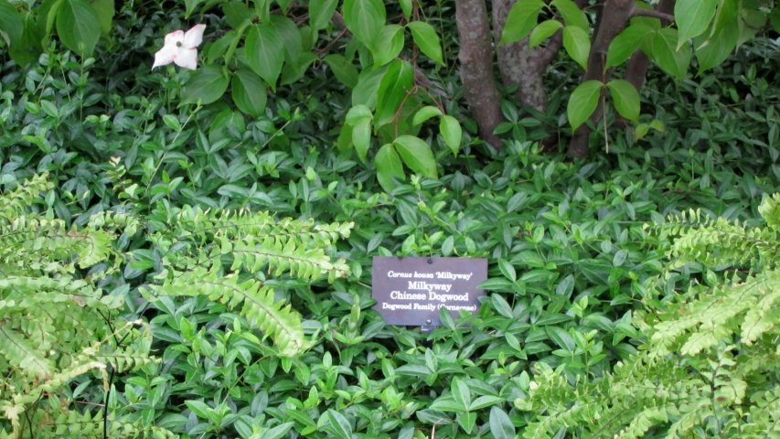 there is a plaque at the foot of some plants