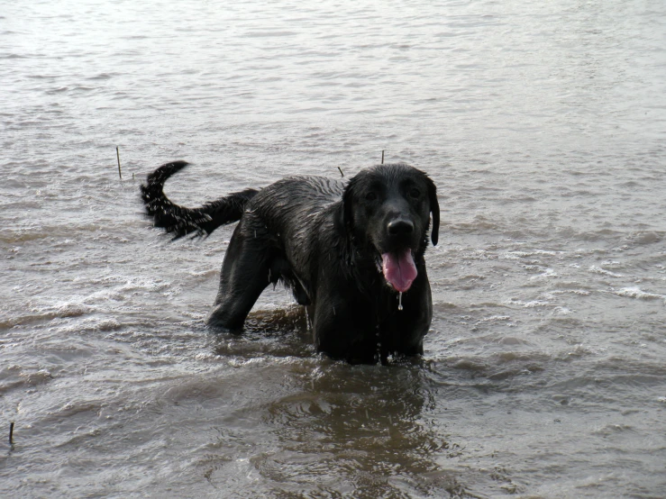 a large black dog wading through some water